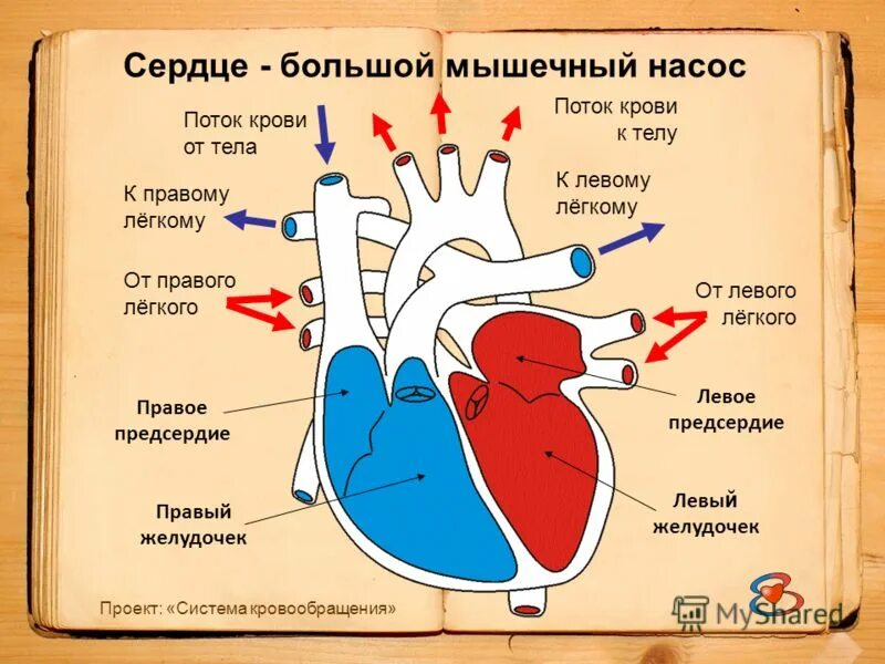 Заканчивается в правом предсердии. Схема строения сердца и кругов кровообращения. Строение сердца кровь. Сердце человека анатомия схема и круги кровообращения. Ток крови в сердце схема.