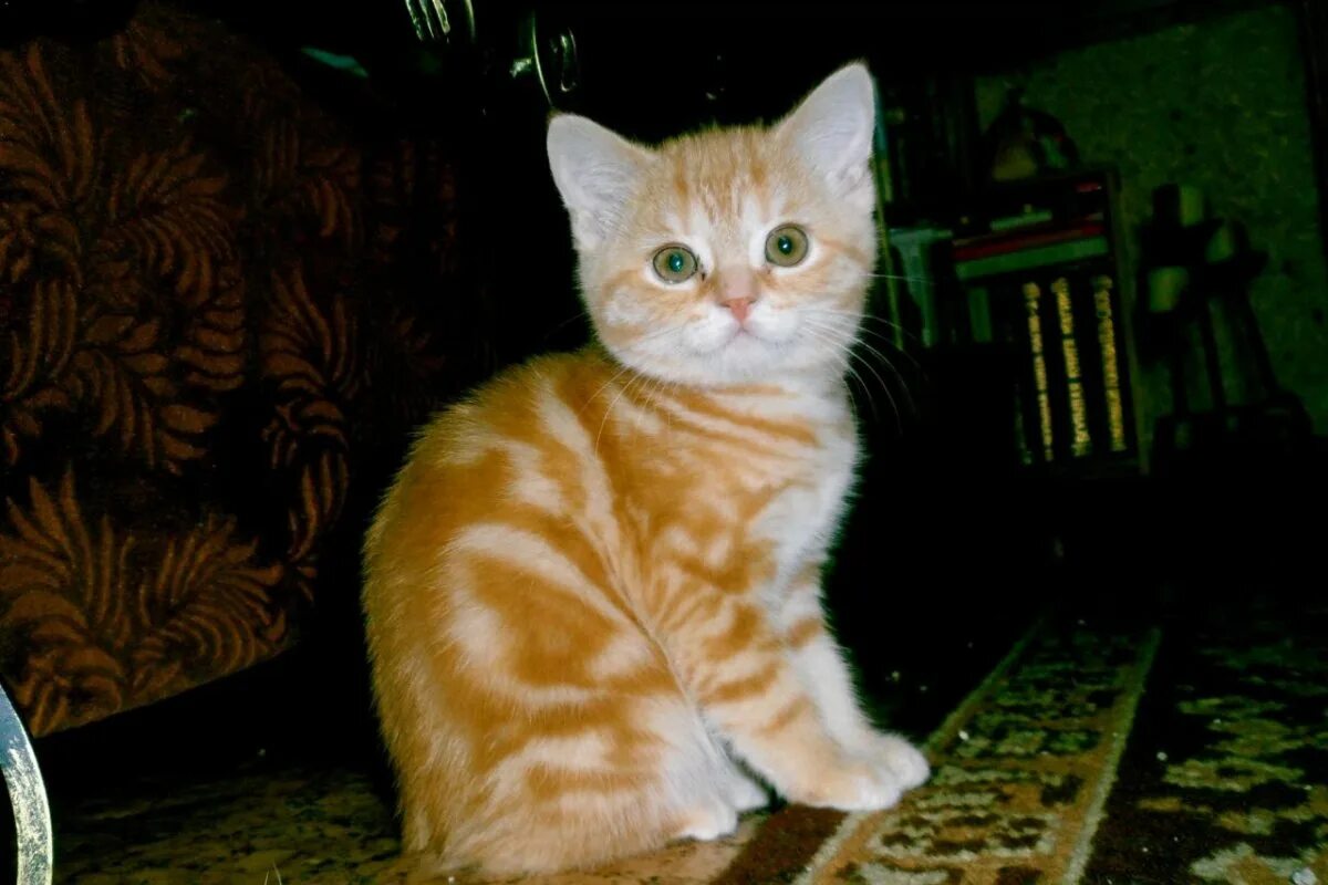 Скоттиш страйт рыжий мраморный. Шотландская прямоухая рыжий кот. Скоттиш страйт рыжий. Шотландская скоттиш страйт кошка рыжая. Скоттиш страйт красный мрамор.