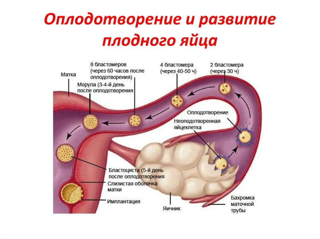 Оплодотворение и имплантация. Имплантация зиготы. Имплантация яйцеклетки. Имплантация оплодотворенной яйцеклетки.