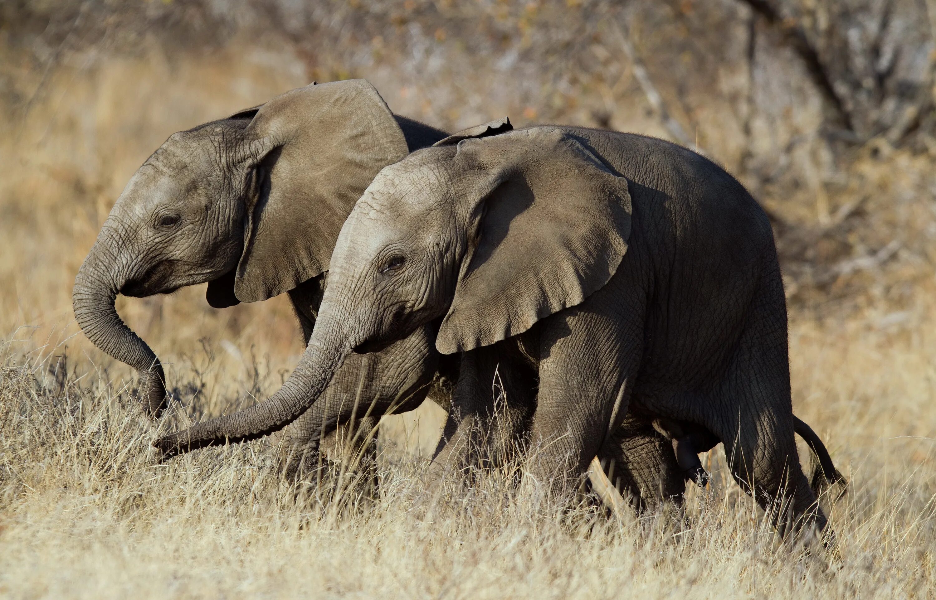 Two elephants. Слон. Слон фото. Слоны фото. Африканские слоны.