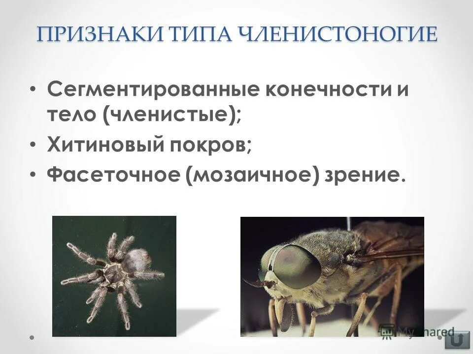 Наружный хитиновый покров разделенное на отделы тело. Членистые конечности членистоногих. Признаки типа Членистоногие. Тип Членистоногие Хитиновый Покров. Сегментированное тело членистоногих.