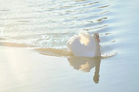 Белая вода 4 букв
