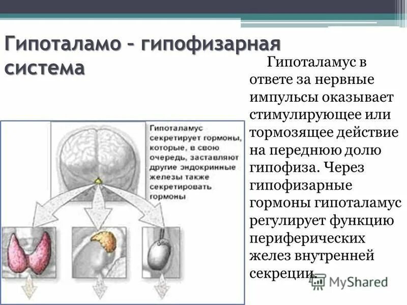 Гипоталамо гипофизарная система гормоны гипоталамуса. Гормоны гипоталамо-гипофизарной системы. Гипоталамо-гипофизарная система таблица. Регуляция гипоталамо-гипофизарной системы физиология. Гипоталамо-гипофизарная система гормоны схема.