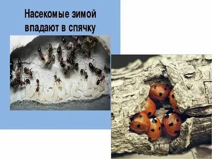 Когда насекомые впадают в спячку