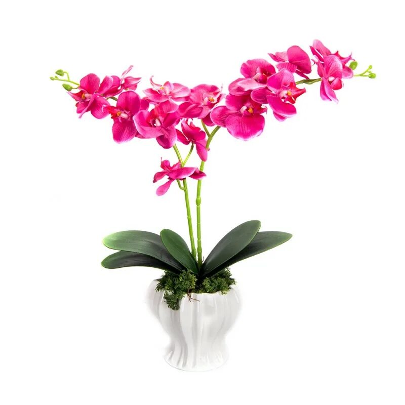 Орхидея купить в туле. Орхидеямв кокедамии. Орхидея zj001. Орхидея dy004. Орхидея в магазине.