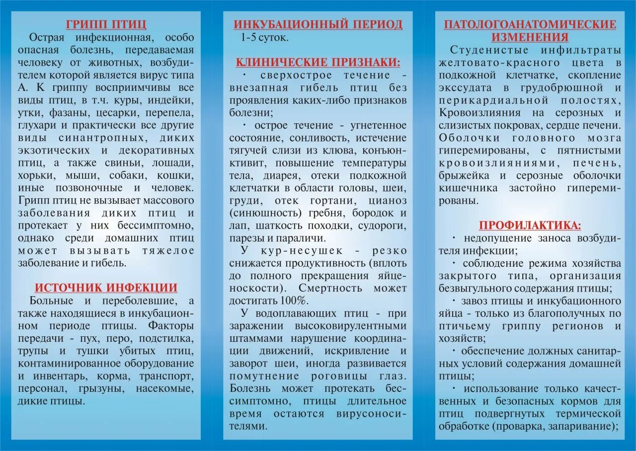 Памятка по птичьему гриппу для населения. Памятка грипп птиц. Памятка по профилактике гриппа птиц. Профилактика птичьего гриппа. Памятка по профилактике птичьего гриппа.