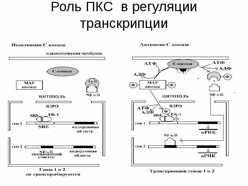 Роль транскрипции. Суть процесса регуляции транскрипции схема. поэтапный механизм регуляции транскрипции трансляции. схема регуляции транскрипции и трансляции у бактерий. суть регуляции транскрипции и трансляции схема.