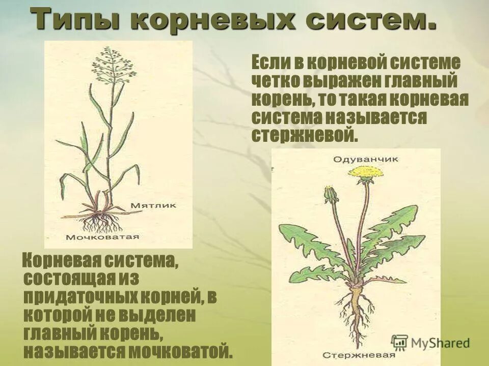 Как развить корневую