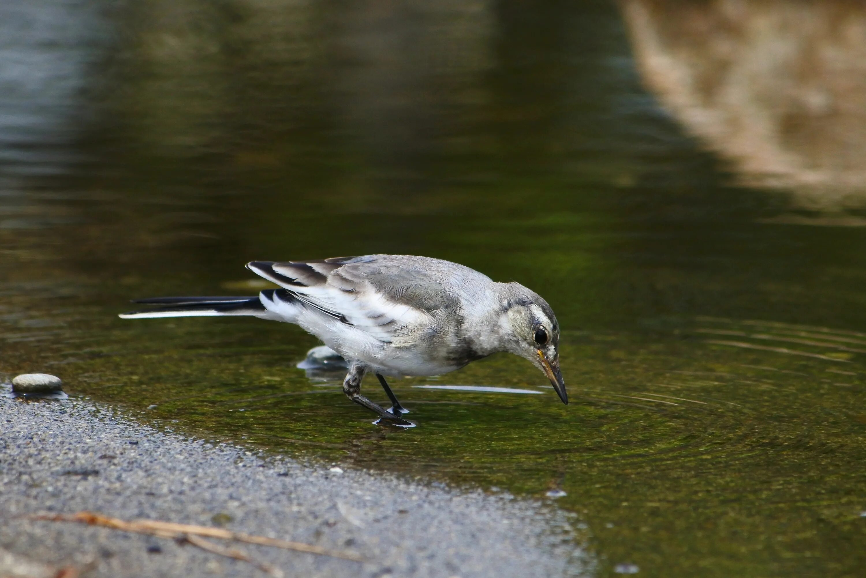 Маленькая серенькая птичка у воды. Серая птица на водоеме. Птица маленькая на пруду. Серебристая птица. Птицы живущие у воды