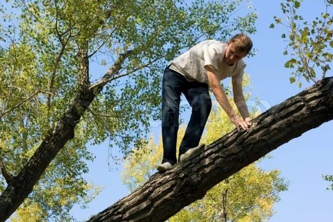 Сонник есть дерево. Мужики на дереве. Человек лезет на дерево. Человек залез на дерево.