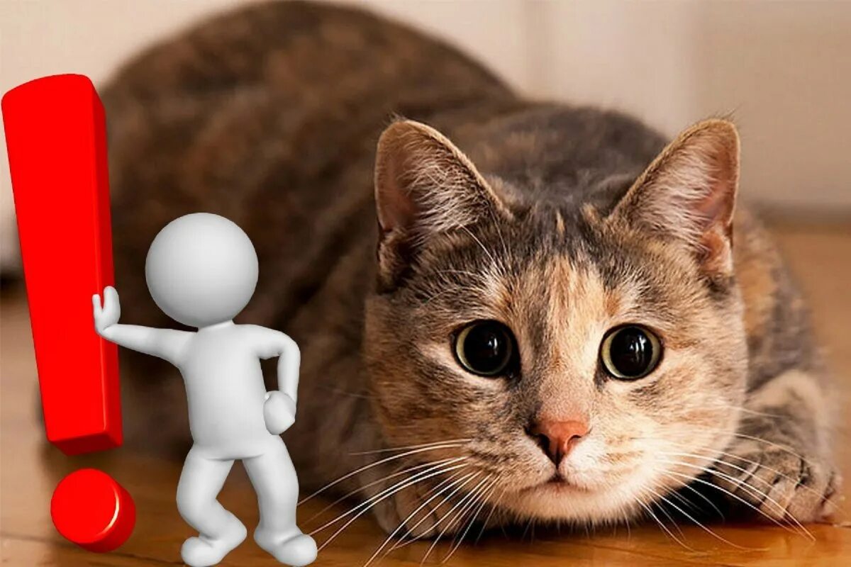 Что такое котик. Кот. заинтересованный кот. увлеченный кот. котики такие котики.