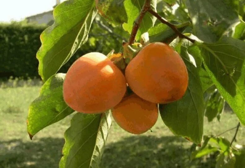 Persimmon tree. Абрикос звездный колоновидный. Сорт хурмы meader. Хурма колоновидная. Хурма колоновидная.