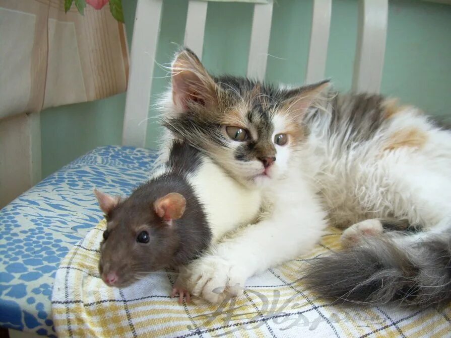 кот и крыса дружба. кот и мышь дружба. эмоции животных. кошка и крыса. кот и крыса.