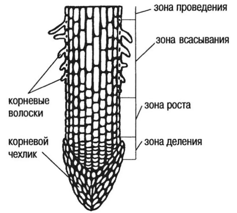 Зоны корня рисунок. Строение корня зоны. Строение корня на продольном срезе. Схема строения зоны корня растений. Внутреннее строение корня зоны корня.