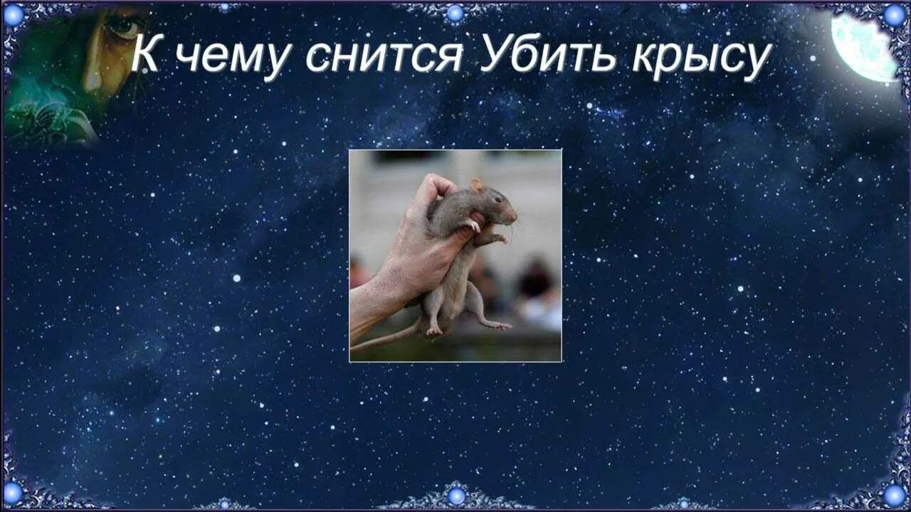 Снится много мышей к чему женщине