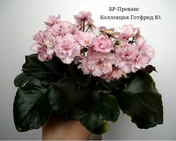 Фиалка прованс. Сенполия прованс. Фиалка ав 814-32. Фиалка прованс. Сенполия прованс.