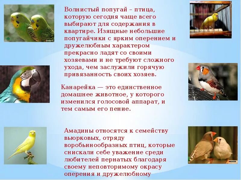 Сколько лет попугаю по человеческим