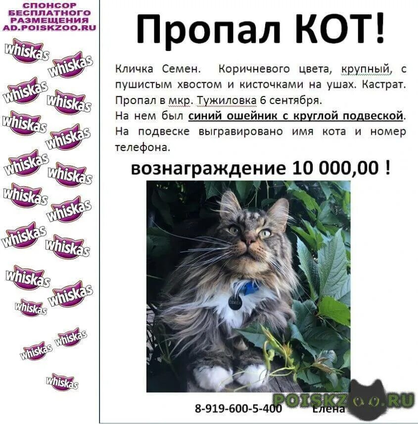 Имена для котика мальчика черонго. Женские имена кошек список. Имена для котят. Имя котенку отзывы. Описание кота кратко.