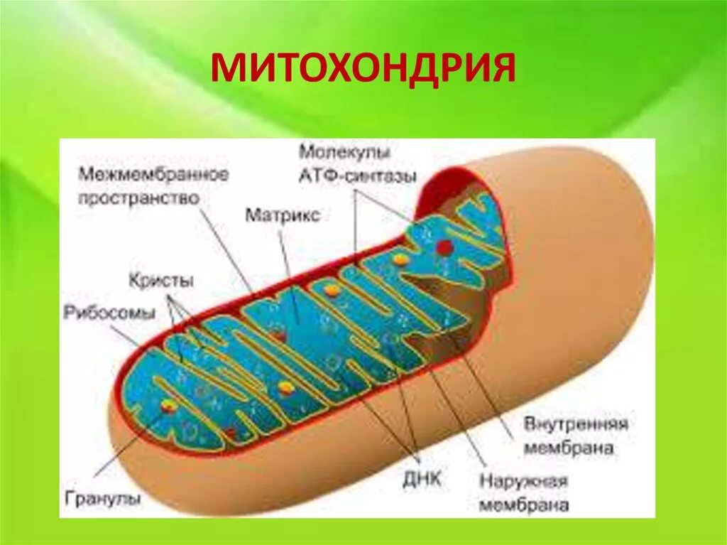 3 митохондрии строение и функции. Митохондрия. строение митохондрии. органоиды клетки митохондрии.