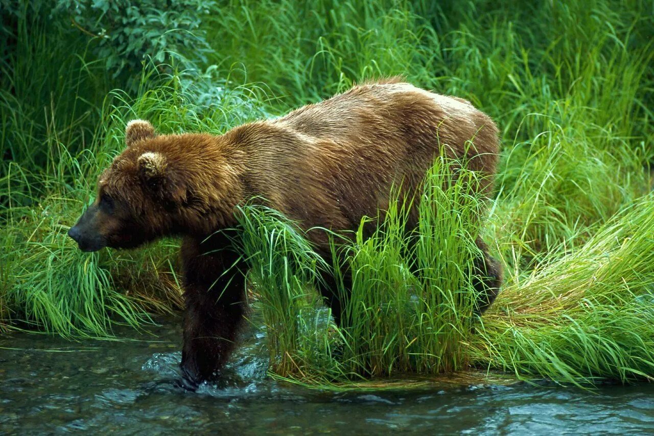 Бурый медведь в тайге. Животный мир тайги бурый медведь. Среда обитания бурого медведя. Медведь на реке.