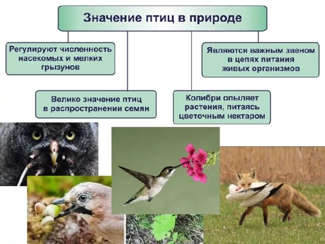 Значение птиц в жизни человека 8 класс. Значение птиц в природе и жизни человека 7 класс биология. роль птиц в природе. значение птиц для человека. птицы и экосистема.