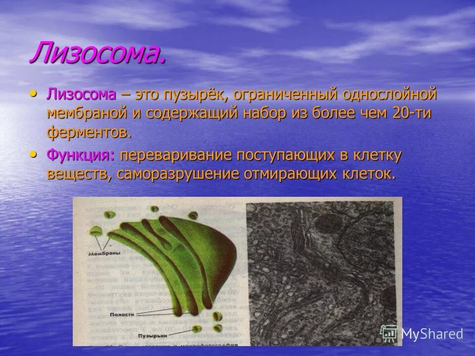 Лизосома. Лизосома процесс. Лизосомы строение. Лизосомы у растений. Что такое лизосома