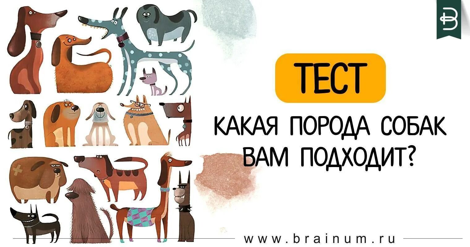 Тест на породу собаки. Тест какая порода собак мне подходит. Тест какая ты порода собаки. Тест какая собака вам подходит.