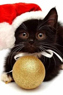 Год кота и кошки