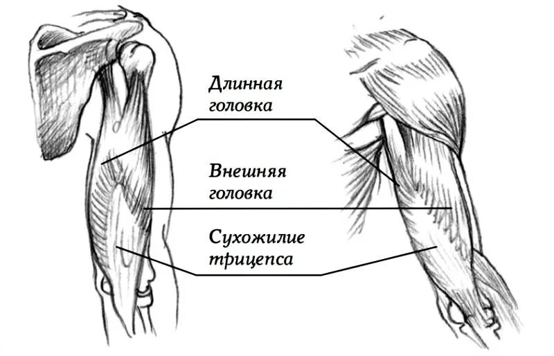 К чему крепится бицепс. Трехглавая мышца плеча трицепс. Длинная головка двуглавой мышцы плеча анатомия. Сухожилие двуглавой мышцы плеча анатомия. Латеральная головка трицепса анатомия.