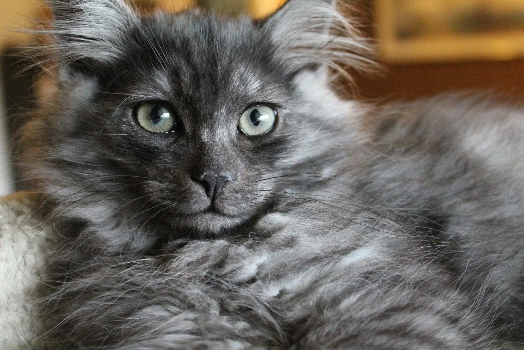 Породы кошек черно серого окраса. Сибирская кошка дымчатая. Сибирская дымчатая длинношерстная. Сибирская кошка серая дымчатая. Сибирский кот дымчатый окрас.