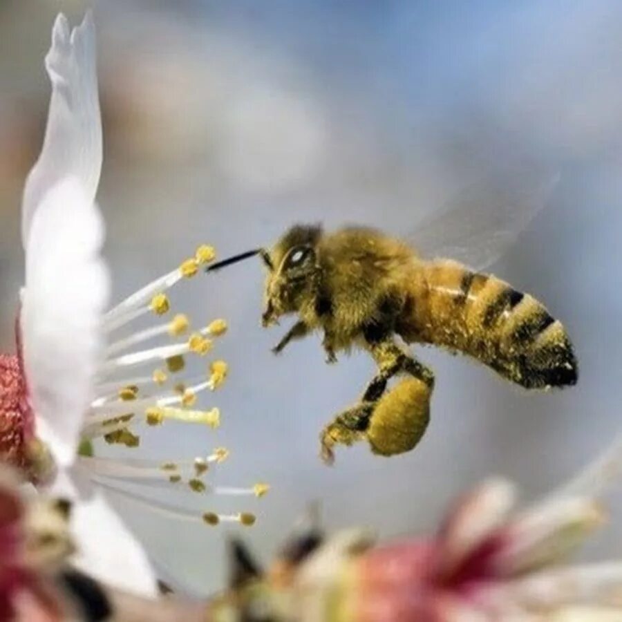 Башкирская бурзянская пчела. Медоносная пчела. Опыление пчелами. Пчелка в пыльце. Нектар и пыльца цветов
