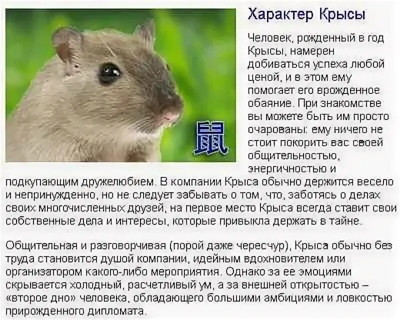 Рыба в год крысы. Крыса характеристика. Крыса характеристика знака. Год крысы характеристика. Крыса гороскоп характеристика.