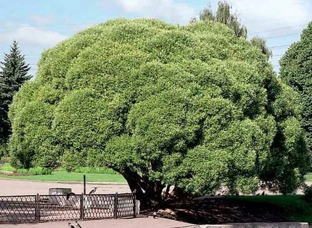 Плотная крона. Ива ломкая шаровидная (Ракита). Ива ломкая (шаровидная) Salix fragilis. Ива ломкая шаровидная Булата. Ива ломкая (Salix fragilis) «bullata».