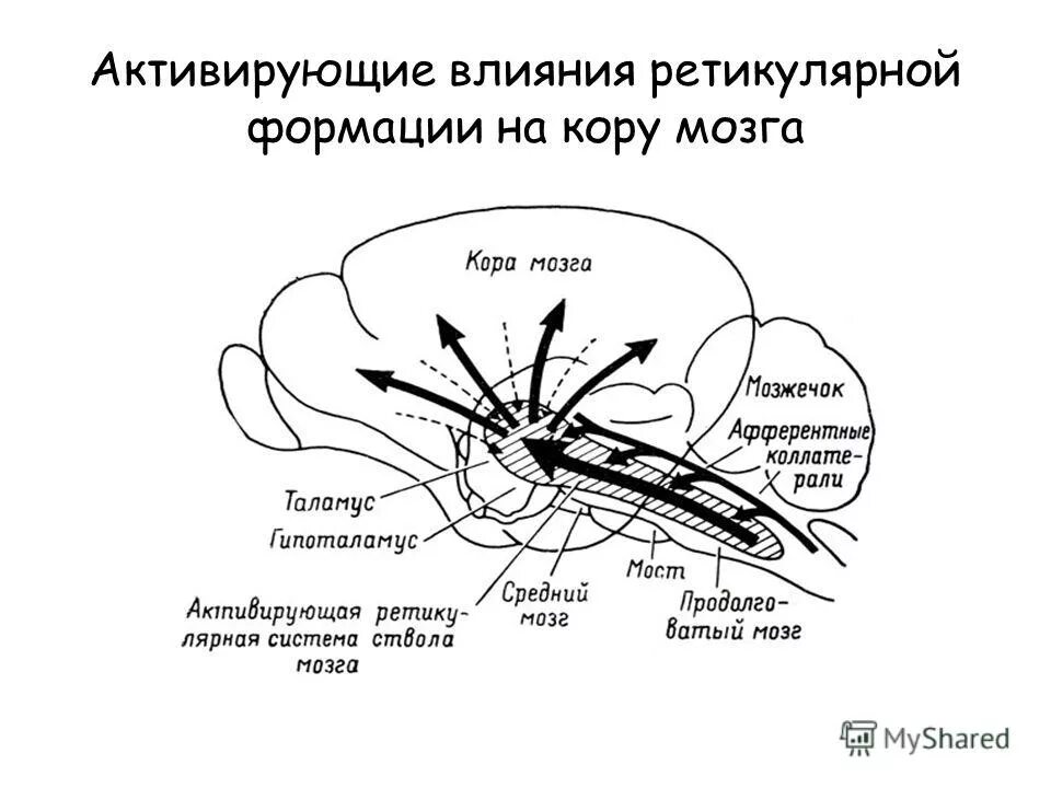 Почему зрение важнейшее формирование головного мозга. Ретикулярная формация схема. Ретикулярная формация головного мозга схема. Ретикулярная формация ствола мозга. Строение ретикулярной формации схема.