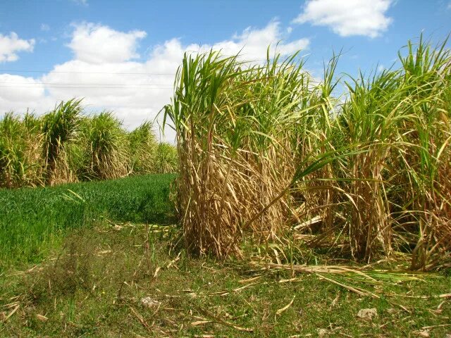 Сахарный тростник в Египте. Египет растения сахарный тростник. Сахарный тростник Доминикана. Семейство злаковых сахарный тростник. Сахарный тростник в россии
