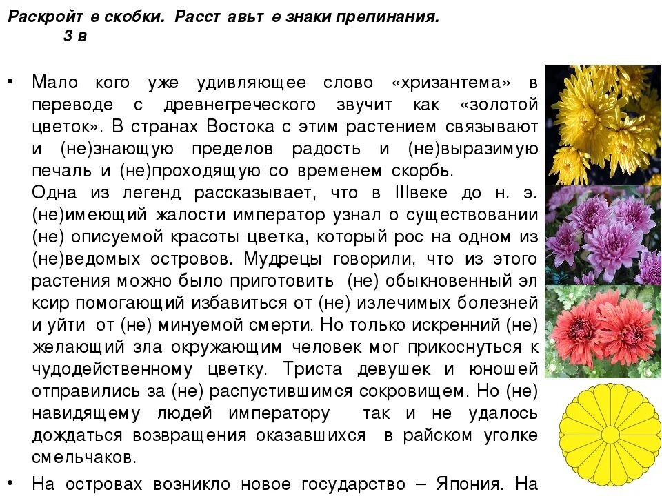 Хризантемы песня текст. Мало кого уже удивляющее слово Хризантема. Легенда о хризантеме. Хризантема на языке цветов. Хризантема описание.