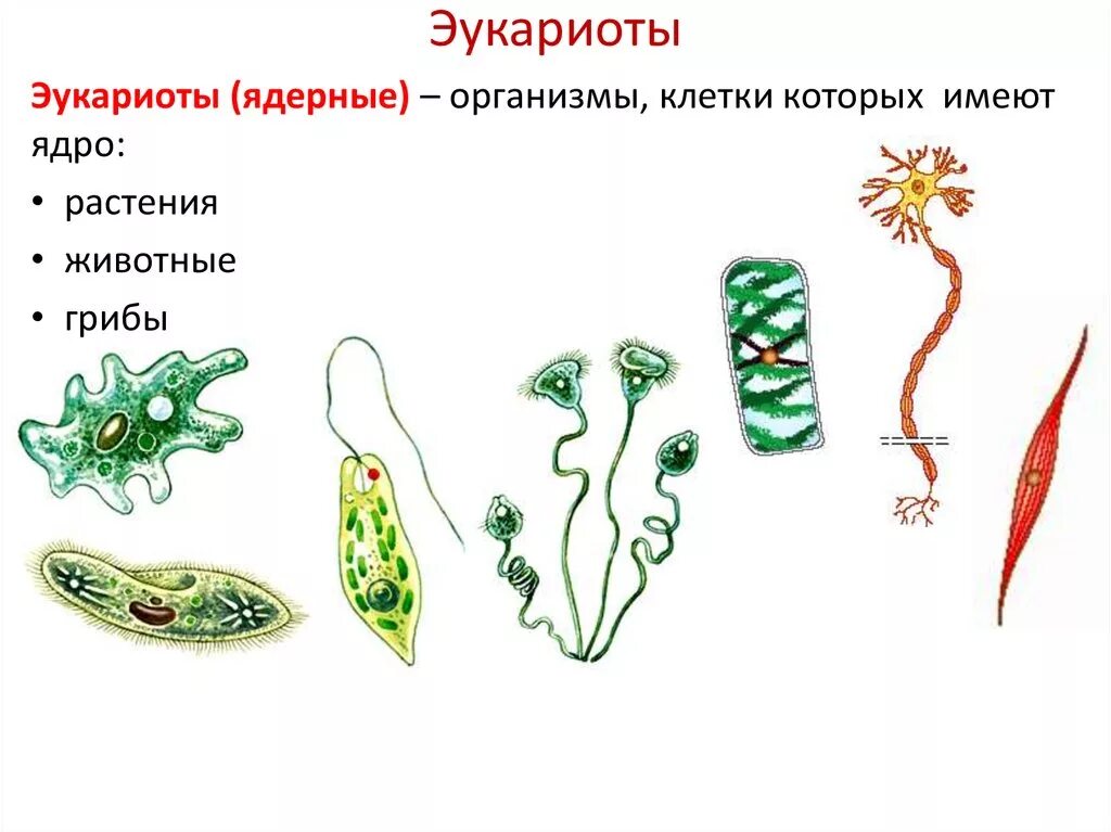 Эукариотических организмов имеется. Одноклеточные эукариоты. Одноклеточные организмы эукариоты. Простейшие эукариоты. Одноклеточные эукариоты простейшие.