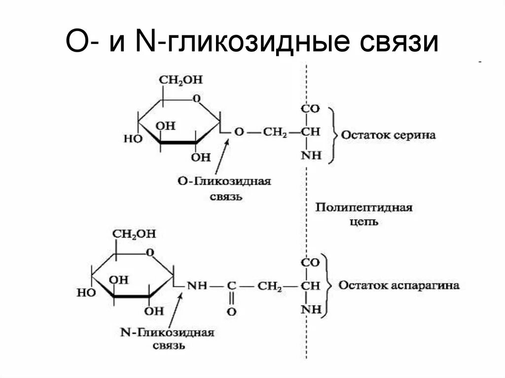 1 1 гликозидной связью. Бета 1 4 гликозидная связь. Гликозидная связь в дисахаридах. Бетта н гликозидная связь. Альфа гликозидная связь.