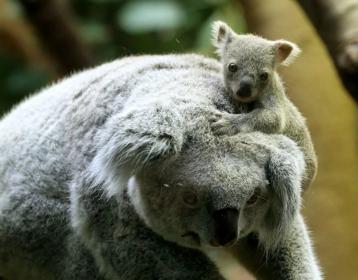 Коала цвет. Коала Беби. Новорожденный коала. Коала с детенышем. Коала маленькая детеныш.