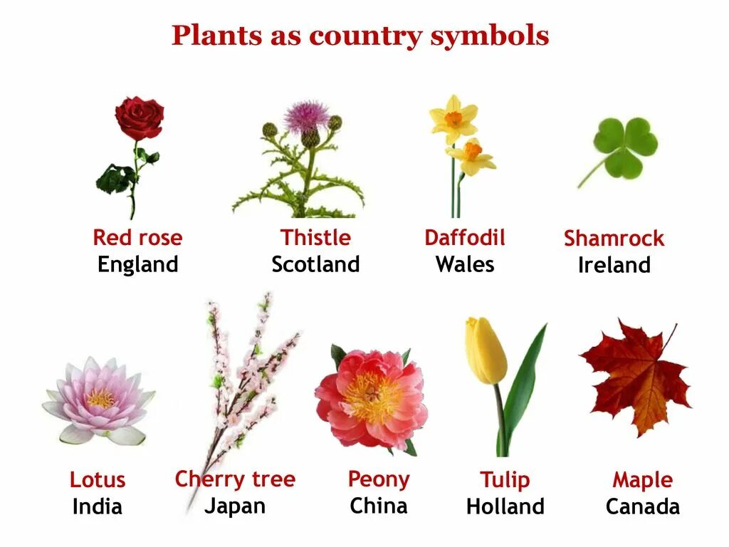 Растение символ страны. Цветы символы Великобритании. Цветочные символы стран. Цветочные символы Великобритании. Растительные символы Великобритании.