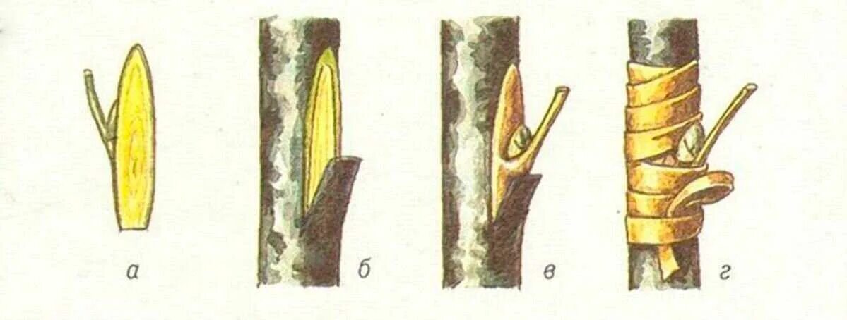 Размножение глазком. Прививка яблони окулировкой. Прививка яблони окулировкой весной. Весенняя окулировка яблони. Окулировка груши на яблоню.