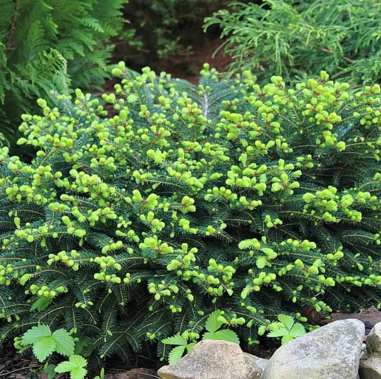 Пихта бальзамическая nana. Пихта бальзамическая сорт nana. Пихта корейская тундра. Пихта корейская цис. Карликовая пихта.