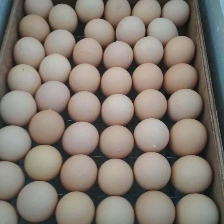 Инкубационное яйцо Оптима-14. Инкубационное яйцо бройлера. Инкубационное яйцо бройлера Росс 308. H-01 яйцо инкубационное.