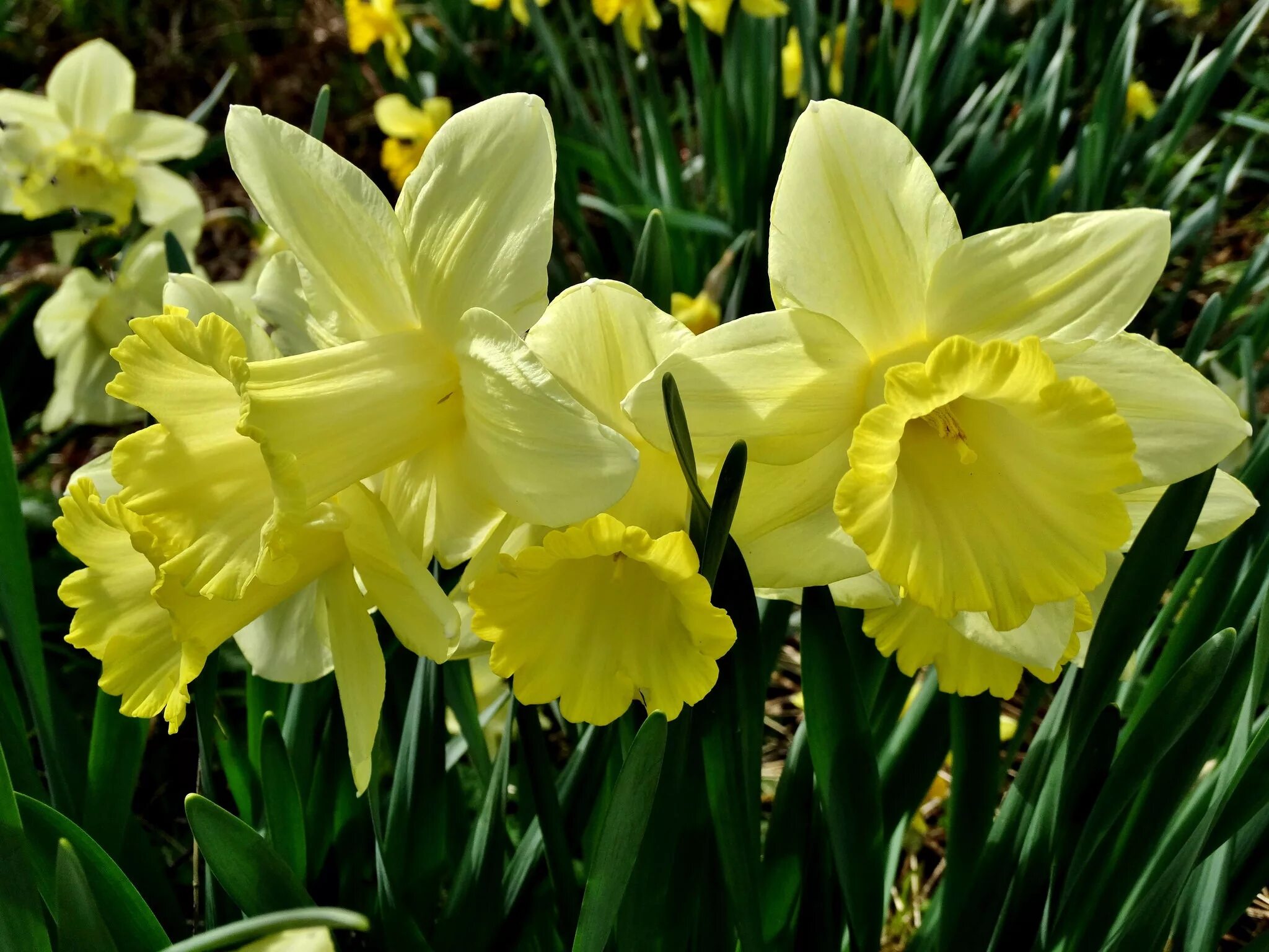 Нарцисс сент Кеверн. Нарцисс Вулканелло. Daffodil Нарцисс. Нарцисс Гелиос. Нарциссы крупно фото