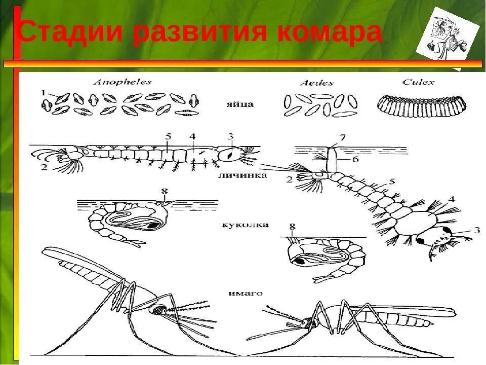 Цикл развития комара обыкновенного. Стадии развития комара. Цикл развития комара схема. Размножение комара схема.
