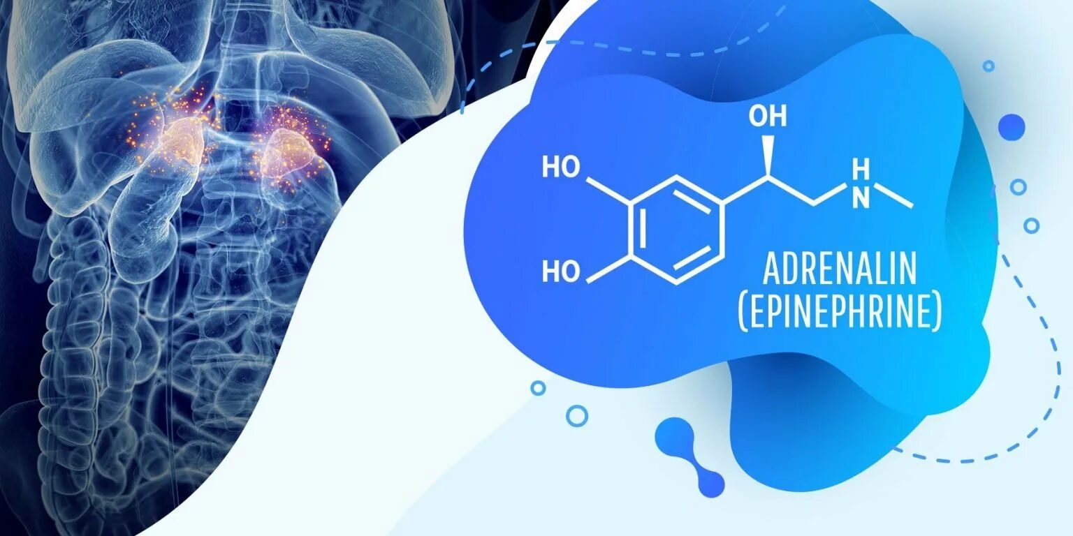 Стресс адреналин. Адреналин гормон стресса. Эпинефрин гормон. Адреналин фото гормона. Адреналин кишечник