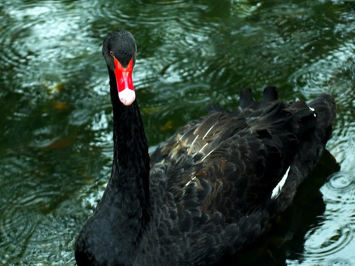 Австралийский черный лебедь. Черный лебедь птица. Черный лебедь фото. Чёрный лебедь птица в России.