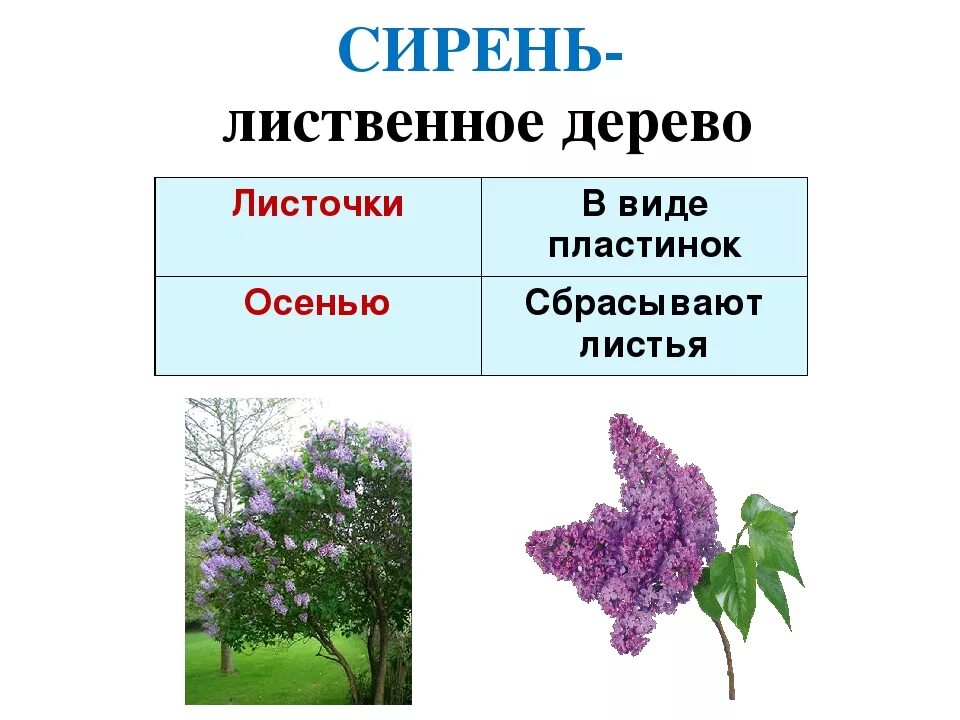 Рассмотрите изображение сирени и опишите ее. Сирень описание для детей. Сирень презентация для детей. Описать сирень. Сирень описание растения.