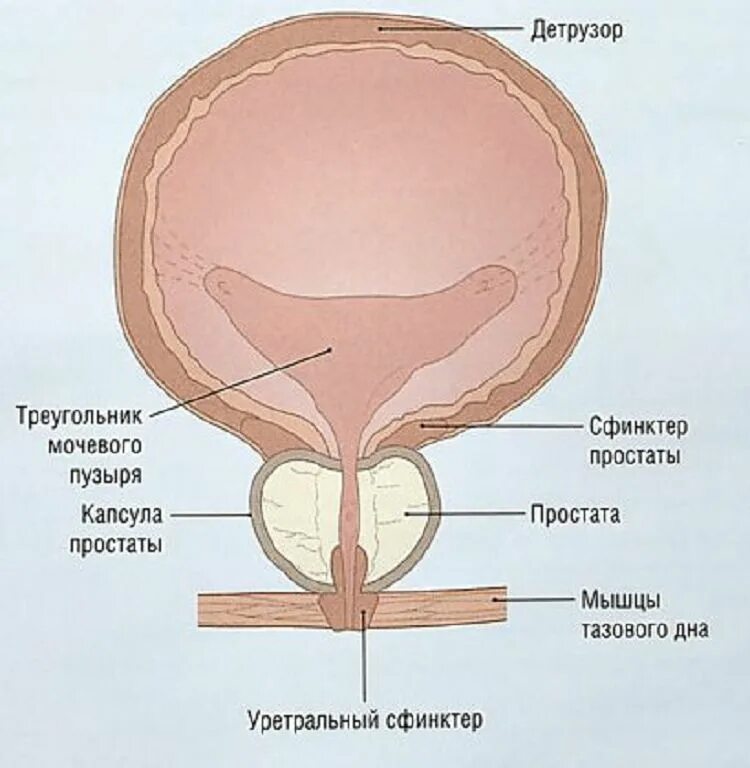 Детрузор мочевого пузыря это. Строение мочевого пузыря у женщин схема. Мышца детрузор мочевого пузыря. Строение мышц мочевого пузыря.