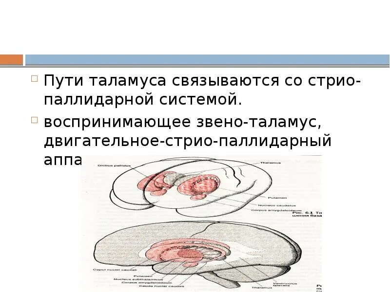 Синдром поражения таламуса. Внутреннее строение таламуса. Синдром поражения таламуса и внутренней капсулы. Проводящие пути таламуса. Что такое таламус